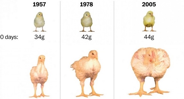 вес бройлера кобб 500 в 1 месяц. таблица веса бройлеров кобб 500. бройлеры кобб 500 и росс. бройлер кобб 308. таблица прироста бройлеров росс 308.
